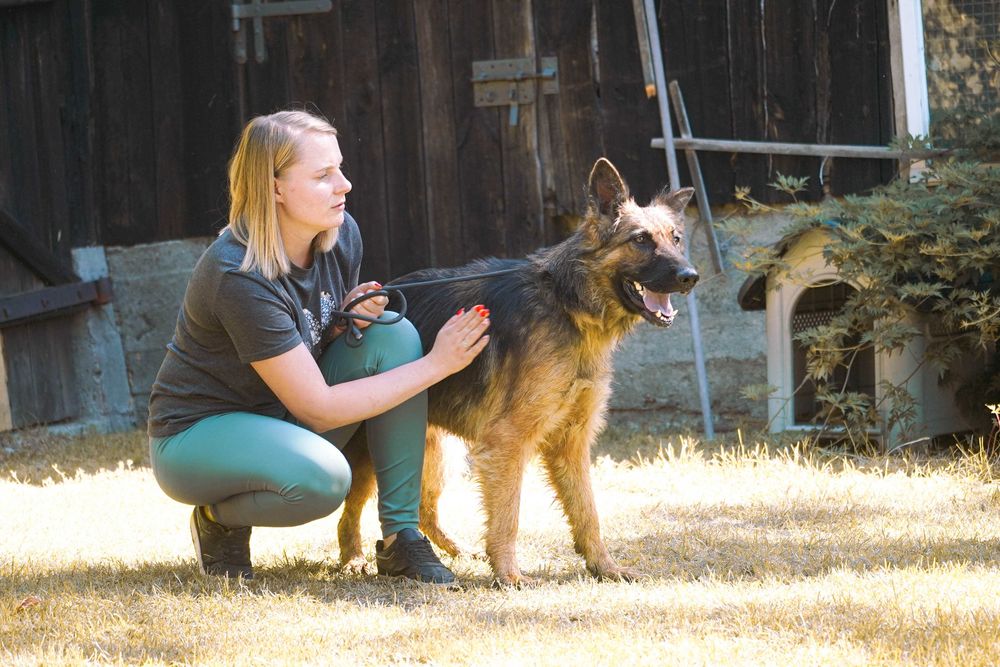 Pola - piękna sunia w typie owczarek niemiecki