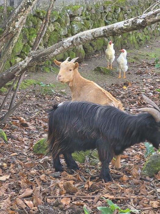 Casal cabras  anãs