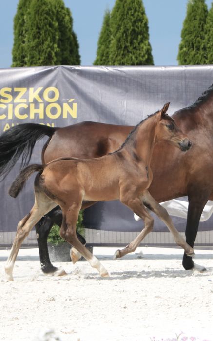 Ogierek Taloubet Z x Numero Uno 2023