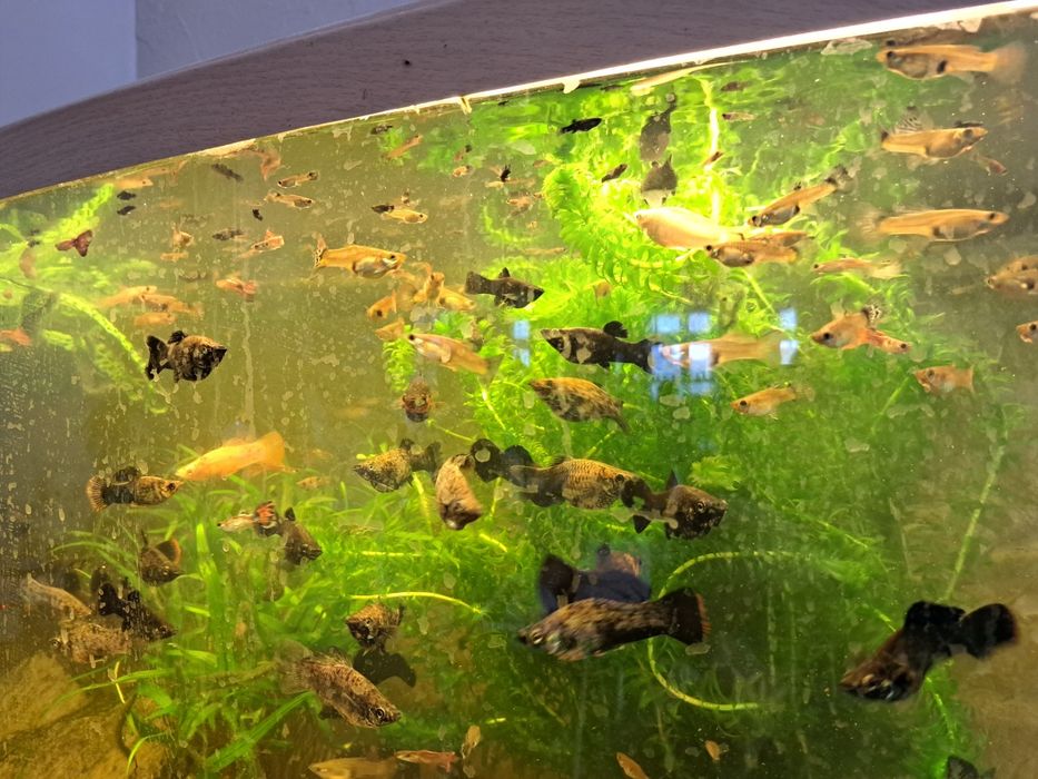 sprzedam rybki Molinezje