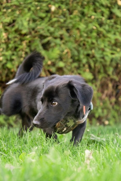 Szczeniaczki do adopcji. Pozostał czarny piesek