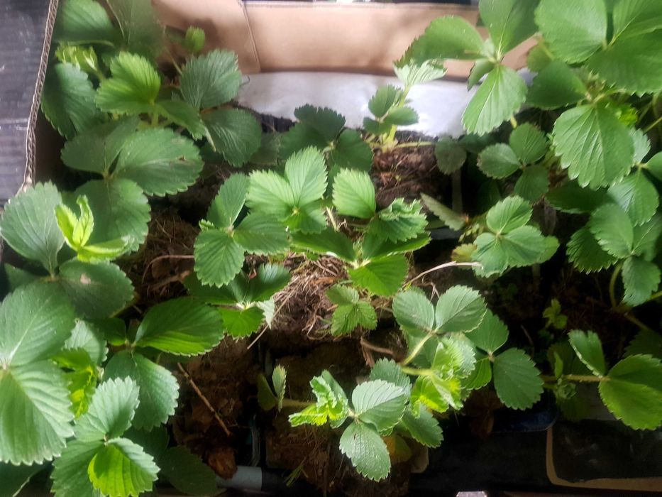 Truskawki/poziomki rozłogowe