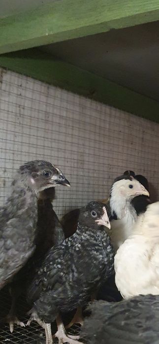 Kurczaki, pisklaki, kurki, kury,koguty