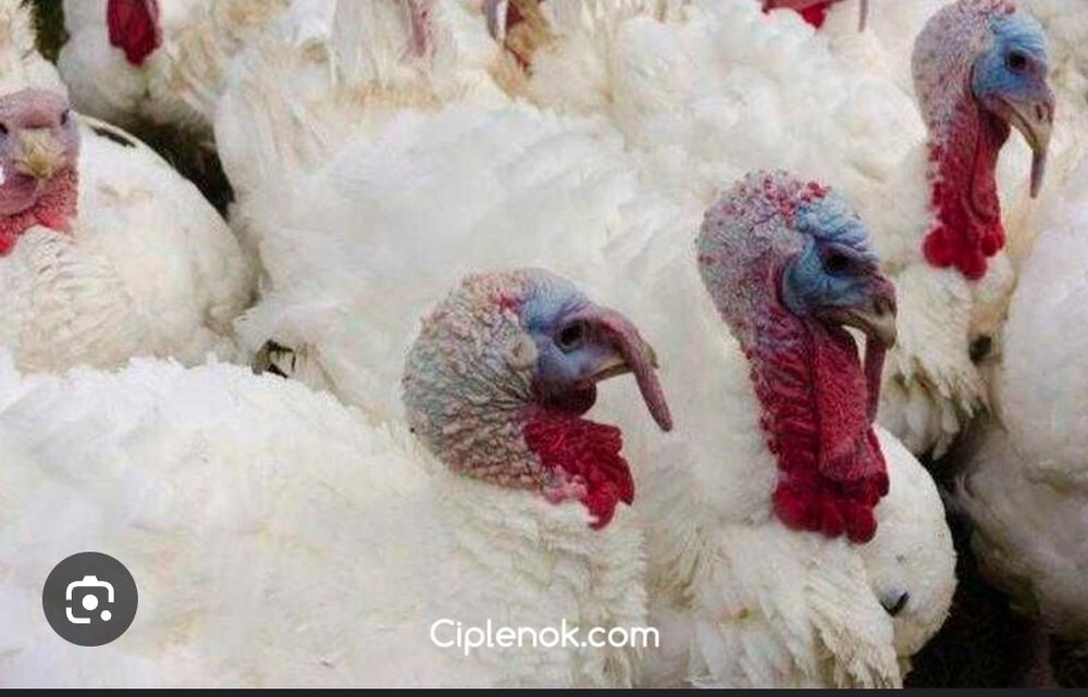 Інкубаційне яйце