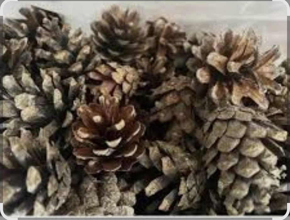 Продам сухі соснові шишки.