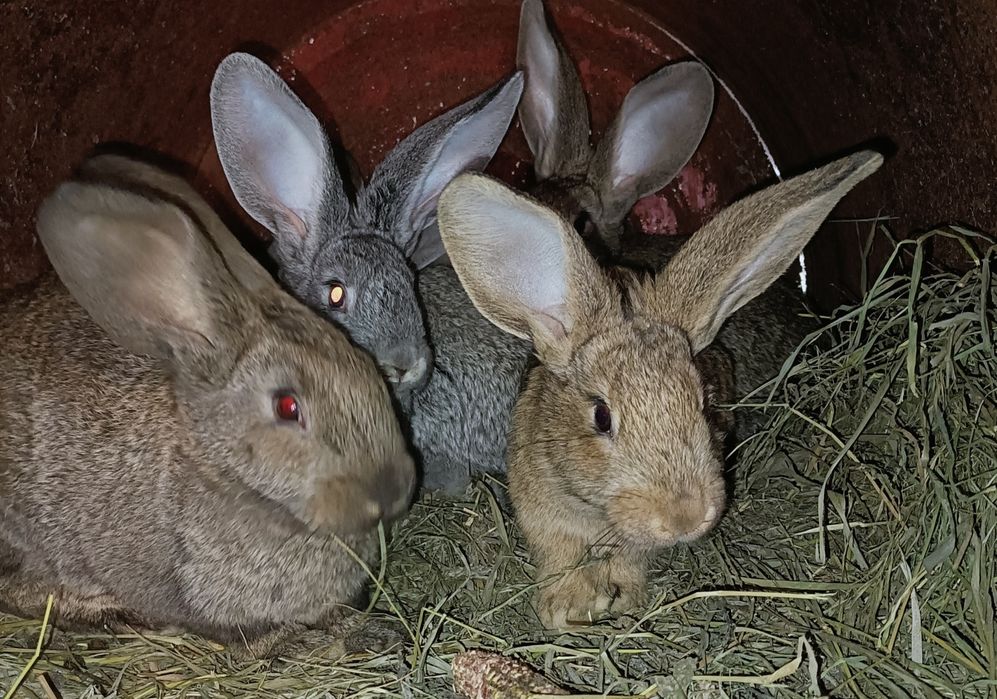 Продам кролів                                           .