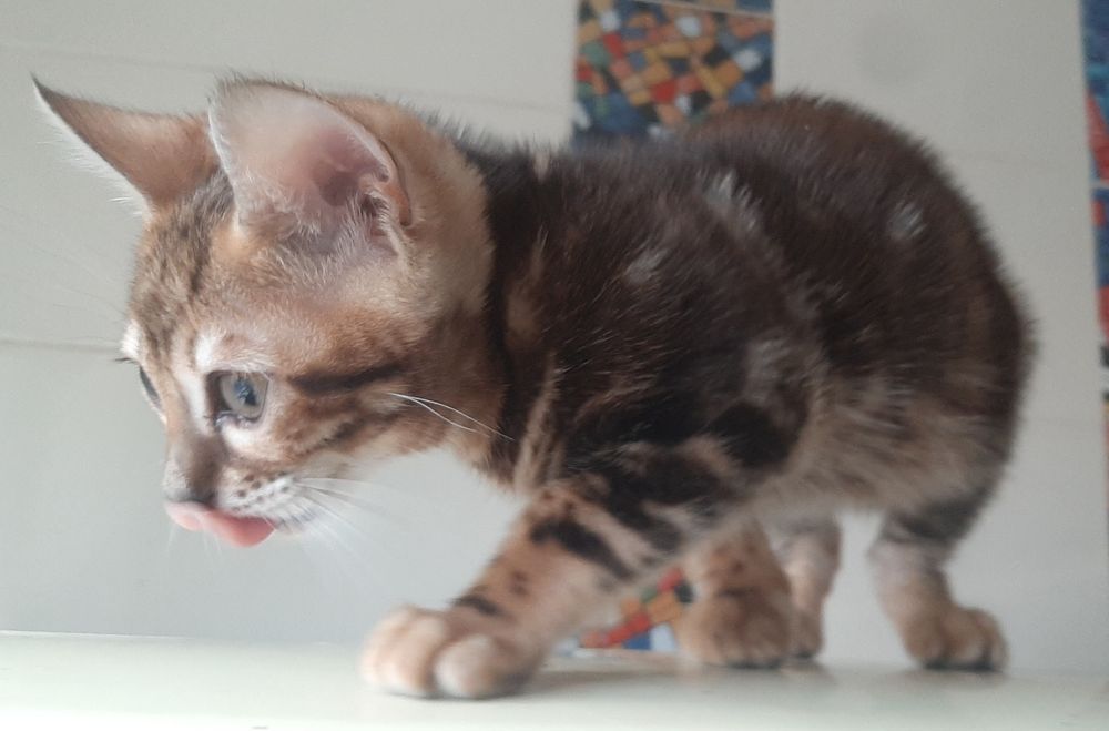 Маленька дівчинка 2,5 місяця