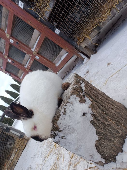 Króliki Kalifornijskie Czarne