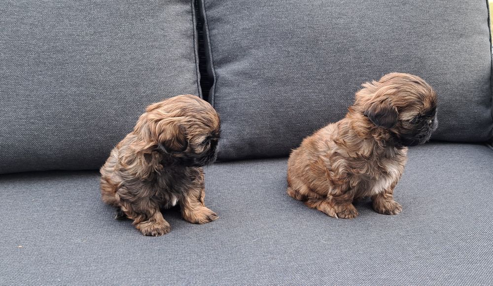 Shih tzu  suczka  mała