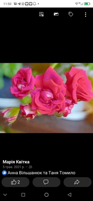 Пеларгонія пеларгонія