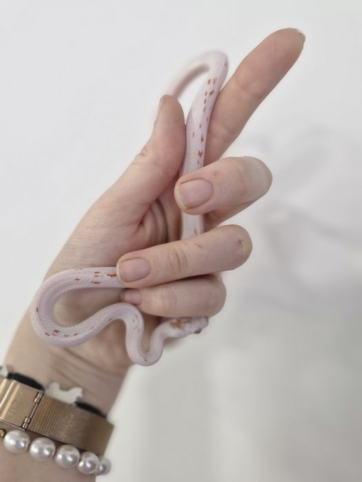 Wąż zbożowy Amel Palemetto