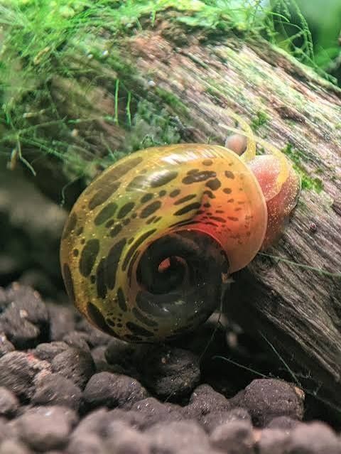 Planorbis rosa e leopardo