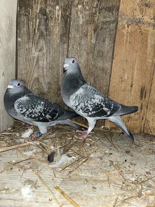 Sprzedam gołębie pocztowe