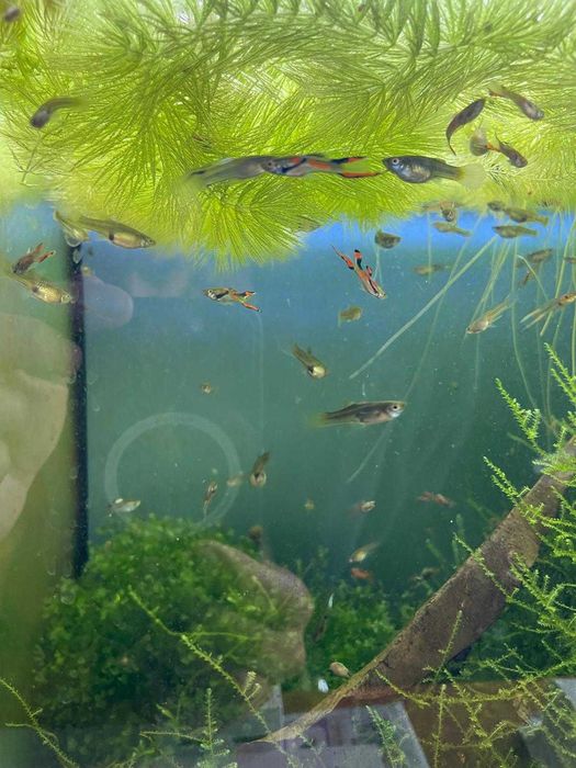 Guppys Juvenis e adulltos