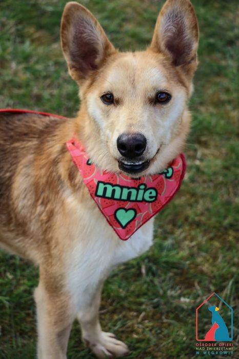 Melcia 115/25 - SZUKA DOMU!