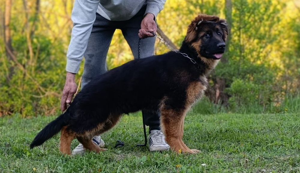 Німецька вівчарка Д/ш