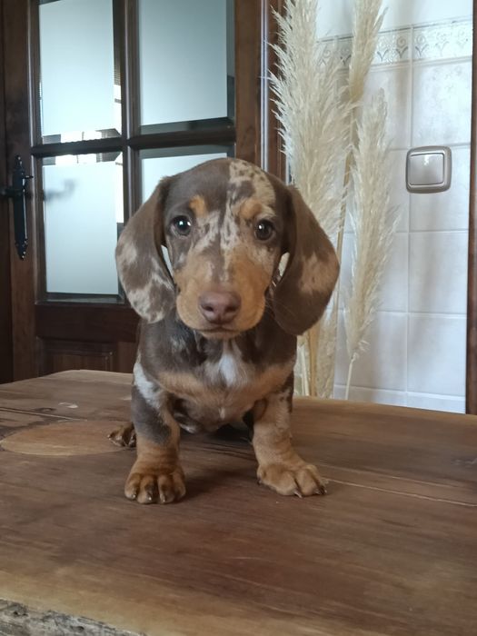 Teckel choco merle femea soberba