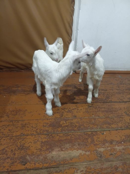 Переїдуть до люблячих господарів за символічну ціну