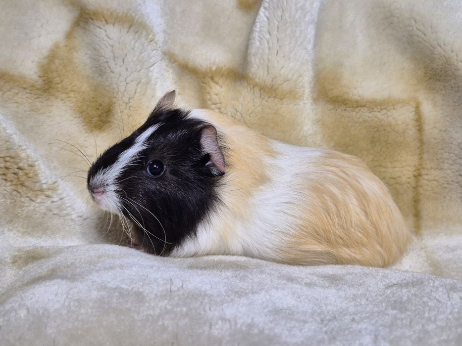 Świnka morska cavia samiczka 6 tyg