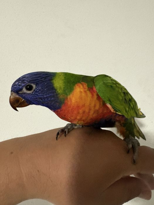 Vendo Ring Neks e loris Domesticados