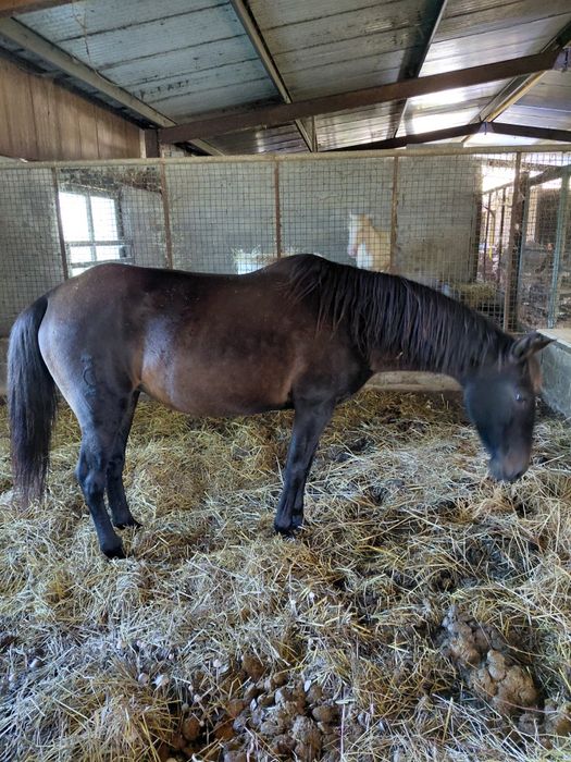 Eguas lusitanas puro