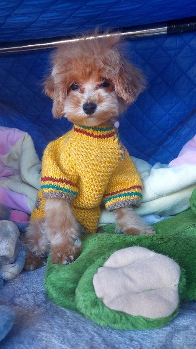 Мальтипу F1 мальчики