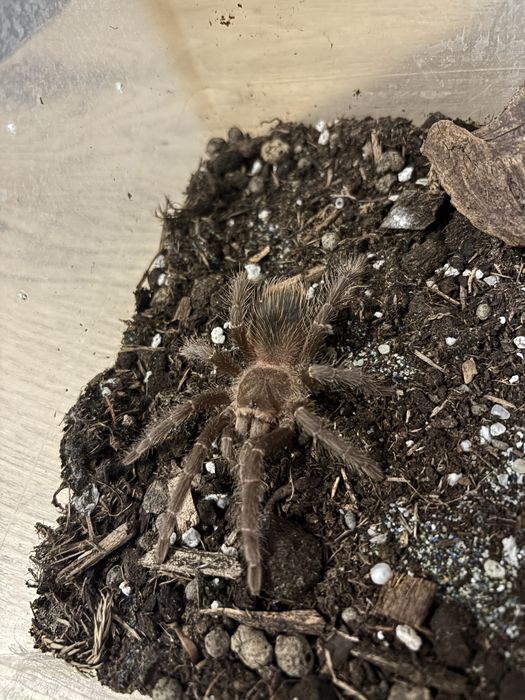 Lasiodora parahybana