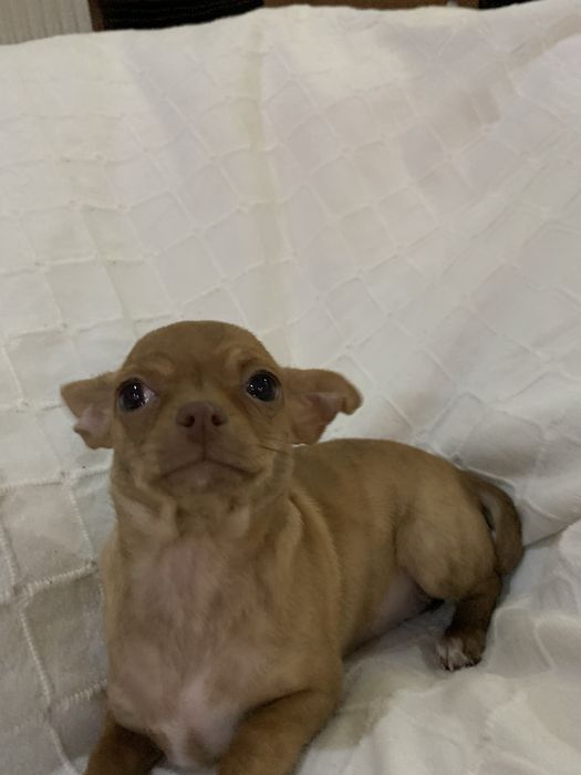 Цуценята чіхуахуа