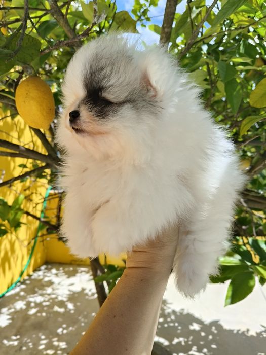 Lulu da Pomerânia menino mini