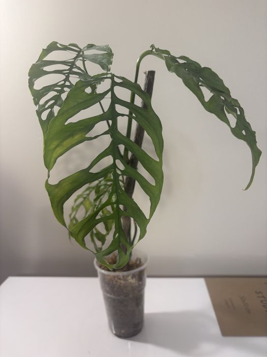 Monstera obliqua peru