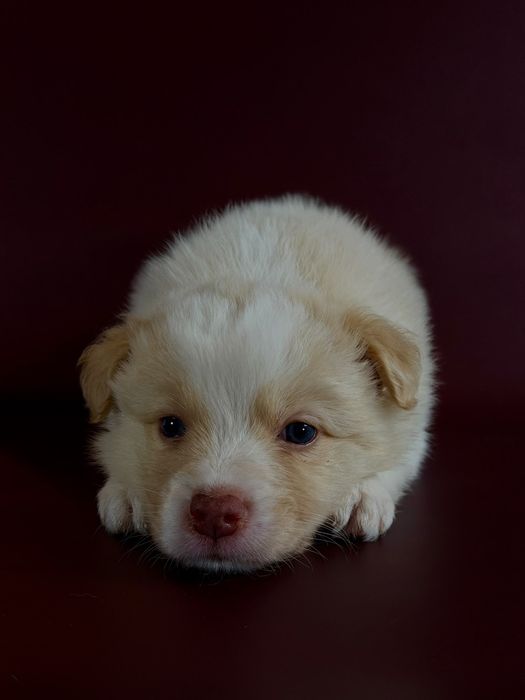 Border Collie   piesek  gold ee red-ZKwP FCI