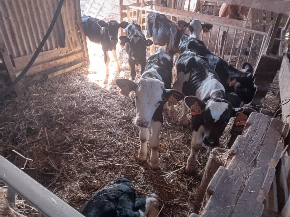 Vende-se vitelos Frisios