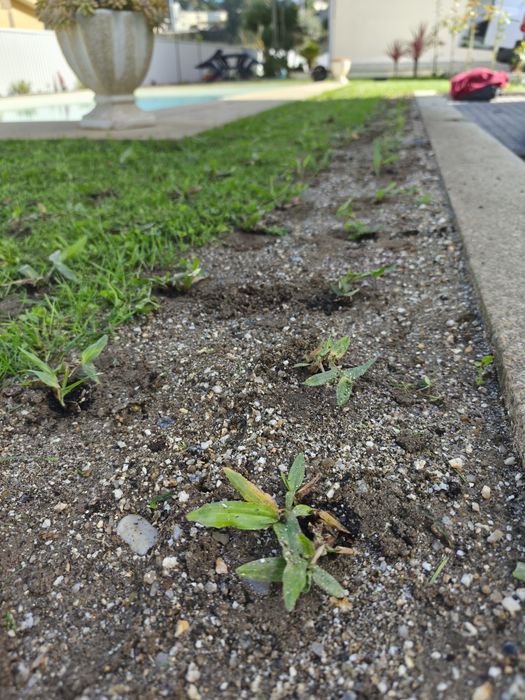 Relva Brasileira 84 pés