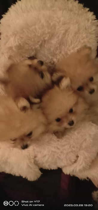 Померанський шпіц. Продаж