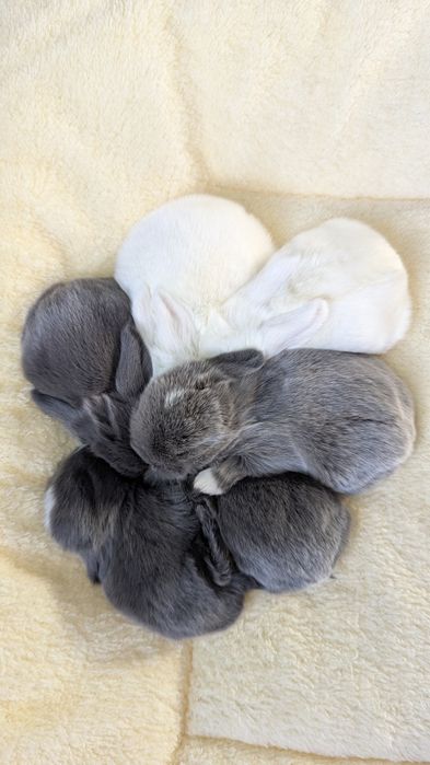 Mini lop króliki miniaturki małe karzełki  mini lop niebieski blue