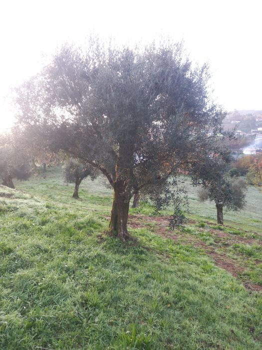 Oliveiras grande porte