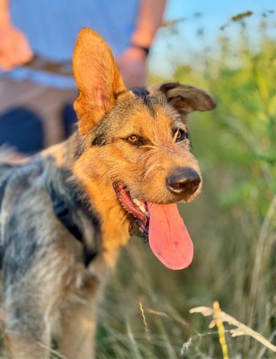 Lampo - cudo w psiej skorze szuks czlowieka na zawsze!