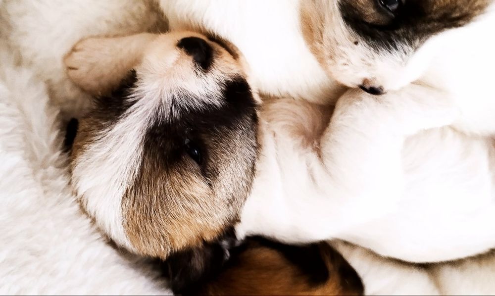 Jack Russell terrier - szczeniaki