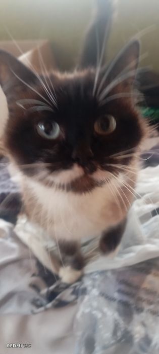 Отдам котят бесплатно