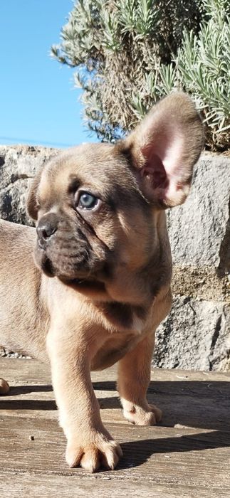 Bulldog Francês Macho