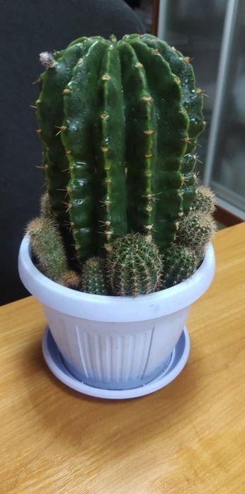 Кактус красивый цветущий цветок ,цветы как на фото