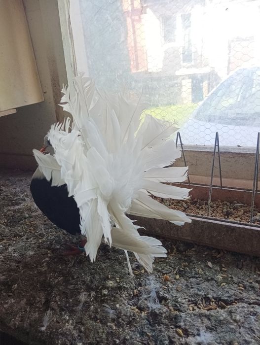 Gołębie pawiki czarne pocztowe dragony