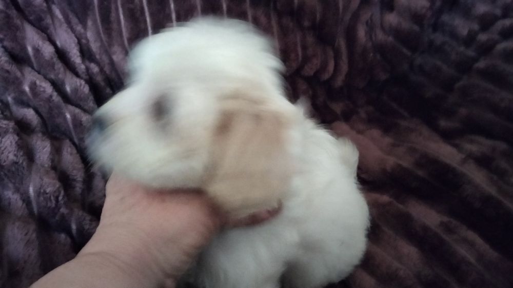 Мальтипу девочки и мальчик белые