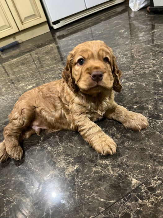 Кокер-спаніель хлопчик