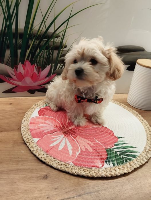 Suczka Maltipoo f1 z Rodowodem