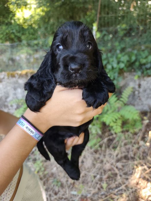 Menino Cocker fofinho