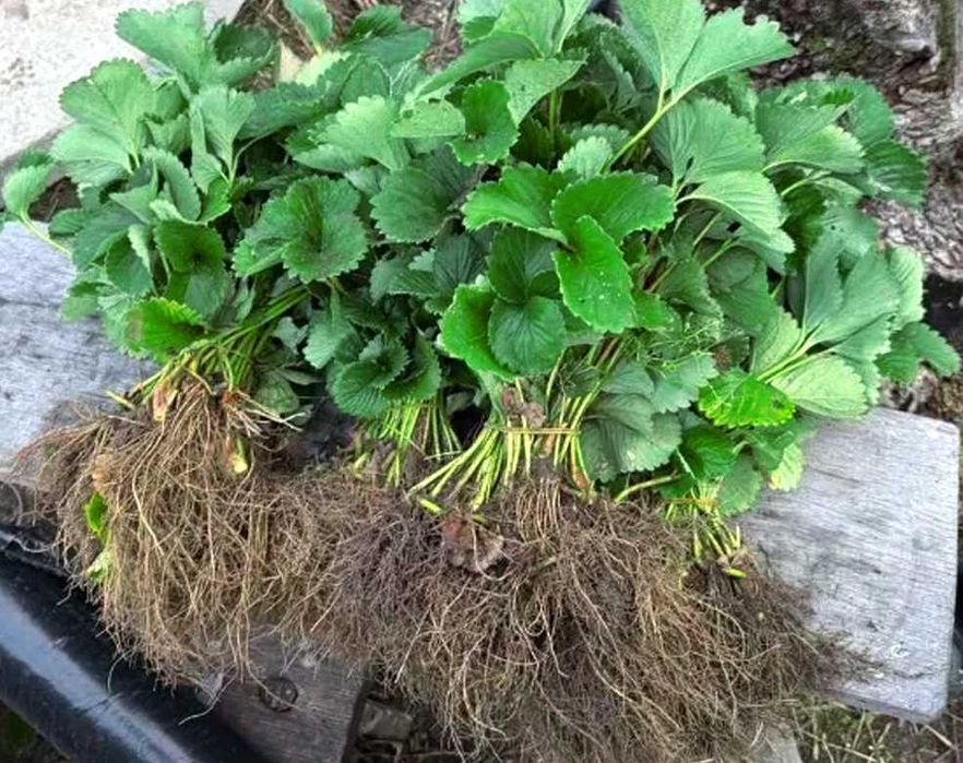 Копана розсада полуниці копанка касетна КСД купити саджанці в Україні