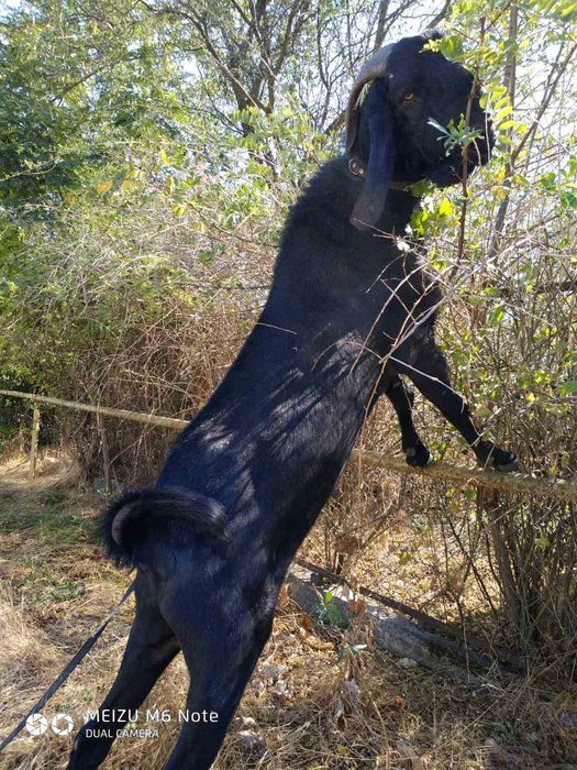 Продам англонубийского козла