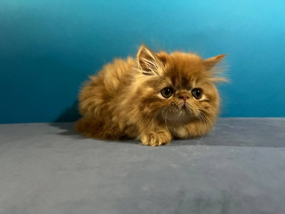 Персидські кошенята