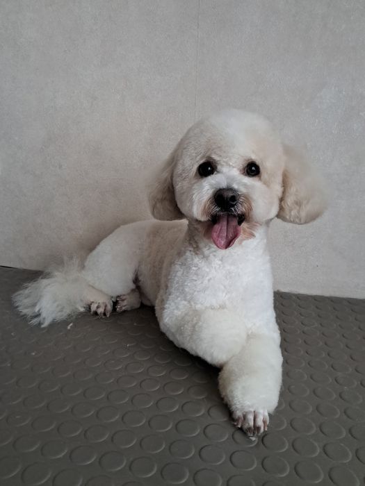 Гігієнічна та модельна стрижка собак малих та середніх порід.